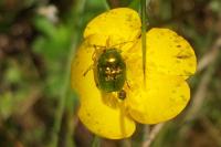Cryptocephalus aureolus