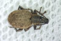 Peritelus sphaeroides