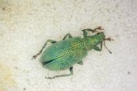 Polydrusus planifrons