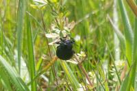 Timarcha tenebricosa