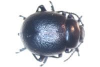 Timarcha goettingensis