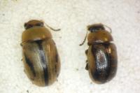 Gonioctena olivacea