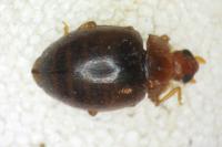Rhyzobius litura