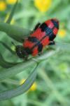 Trichodes alvearius