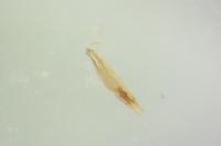 Alphitophagus bifasciatus