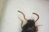 Alphitophagus bifasciatus