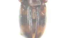 Alphitophagus bifasciatus