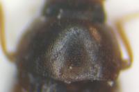 Alphitophagus bifasciatus