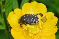 Oxythyrea funesta