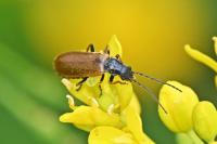 Rhagonycha