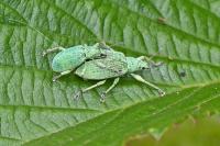 Polydrusus planifrons