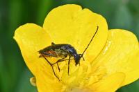 Rutpela nigra