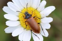Omophlus lepturoides