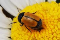 Cryptocephalus rugicollis