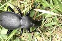Carabus coriaceus