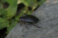 Colymbetes fuscus
