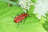 Pyrochroa serraticornis