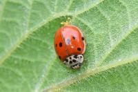 Harmonia axyridis