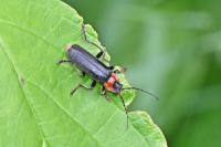 Cantharis fusca