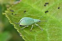 Polydrusus planifrons