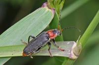 Cantharis fusca