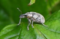 Hypera rumicis