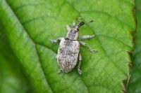 Hypera rumicis