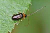 Luperus flavipes