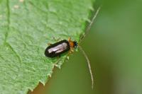 Luperus flavipes