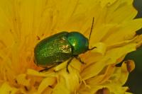 Cryptocephalus