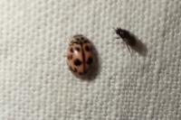 Oenopia conglobata