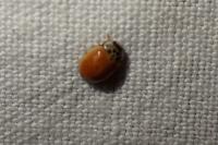 Adalia decempunctata