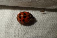 Harmonia axyridis