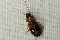 Badister meridionalis