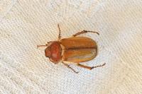 Amphimallon majale