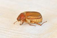 Amphimallon majale