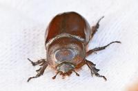 Oryctes nasicornis