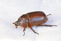 Oryctes nasicornis