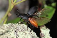 Dorcus parallelipipedus