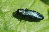 Agrilus cyanescens
