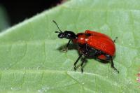 Apoderus coryli