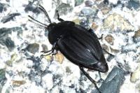 Silpha carinata