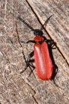 Pyrochroa coccinea