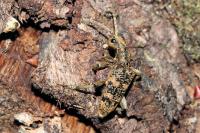 Rhagium sycophanta