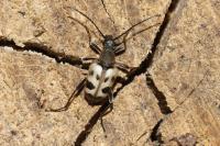 Pachytodes cerambyciformis