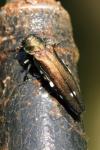 Agrilus biguttatus