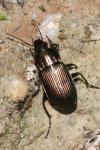 Poecilus cupreus