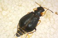 Hypebaeus albifrons