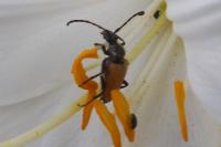 Pseudovadonia livida