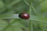 Chrysolina polita